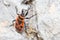 Firebug, Pyrrhocoris apterus, climbing a rock on a sunny day