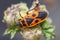 Firebug, Pyrrhocoris apterus, feeding on a green plant on a sunny day