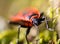 Firebug, Pyrrhocoris apterus in green moss, front view, macro ph