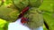 The firebug Pyrrhocoris apterus, insects suck juices from mallow fruit