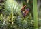 Firebug, Pyrrhocoris apterus in natural habitat, selective focus