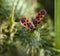 Firebug, Pyrrhocoris apterus in natural habitat, selective focus