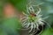 A firebug Pyrrhocoris apterus sits on a flower
