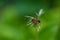 A firebug Pyrrhocoris apterus sits on a flower