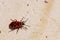 Firebug (pyrrhocoris heteroptera)
