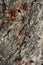 Firebug (Red Beetle) - (Pyrrhocoris), at Montbrun-les-Bains, Nyons, Drome, Auvergne-Rhone-Alpes, France