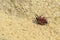 A Firebug in the Sand Left