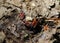 Firebugs Pyrrhocoris Apterus