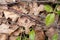 Firebugs (Pyrrhocoris apterus) on brown leaves in spring