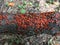 Firebugs Pyrrhocoris apterus colony on the log.