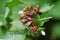 Firebugs sitting on green bush, pyrrhocoris apterus