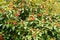 Firebush Or Hummingbird Bush (Hamelia Patens)