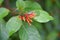 firebush: shrub in florida