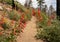 Firecracker Penstemon Line the Trail through Bryce Canyon