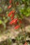 Firecracker Penstemon in Utah