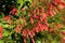 Firecracker Plant   846456