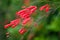 Firecracker plant in garden