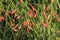 Firecracker plant, Russelia equisetiformis