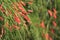 Firecracker plant, Russelia equisetiformis