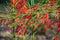 FireCracker Plant, Russelia equisetiformis.