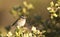 Firecrest on a Bush