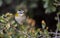 Firecrest on a Bush