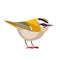 Firecrest or goldcrest is a very small passerine bird in the kinglet family. Tiny smallest Bird Cartoon flat vector