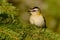 Firecrest - Regulus ignicapilla