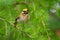 Firecrest - Regulus ignicapilla small forest bird with the yellow crest singing in the dark forest, sitting on the larch branch,