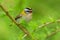 Firecrest - Regulus ignicapilla small forest bird with the yellow crest singing in the dark forest, sitting on the larch branch,