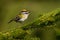 Firecrest - Regulus ignicapilla small forest bird with the yellow crest singing in the dark forest, very small passerine bird in