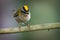 Firecrest - Regulus ignicapilla with the yellow crest sitting on the branch in the dark forest with the beautiful background