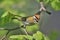 FirecrestÂ´s crown (Regulus ignicapillus) sitting on the branches.