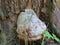 Firefighter beetle and tinder fungus on a tree