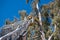 Firefighter doing tree rescue on top of ladder truck