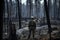 firefighter surveying the devastation of a wildfire, with blackened trees and charred earth in the background