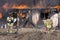 Firefighters standing in front of a burning house