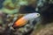 Firefish goby Nemateleotris magnifica