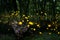 Fireflies