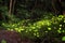 Fireflies flying around in the forest