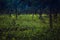 Fireflies flying in the forest at twilight