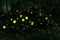 Fireflies at forest near Burgas city, Bulgaria