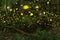 Fireflies in the summer at the fairy forest