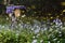 Fireflies surrounding a bicycle in the bush and woods