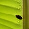 Firefly  On Banana  Leaf