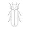 Firefly beetle Lampyridae. Sketch of Firefly