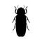 Firefly beetle Lampyridae. Sketch of Firefly