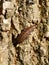 Firefly female glow worm larva crawling on tree bark