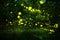 Firefly flying in the night forest