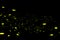 Firefly, lightning bugs on black background